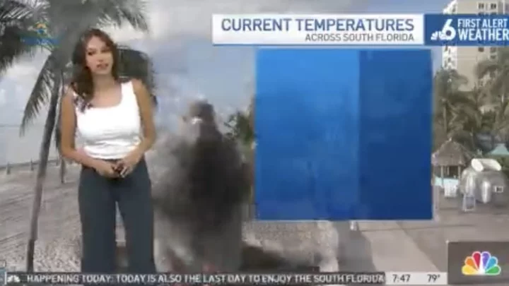 Florida Meteorologist Startled by Sudden Appearance of Giant Bird on Green Screen