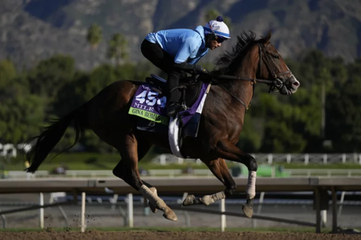 The spate of racehorse deaths this year has Breeders' Cup under intense scrutiny