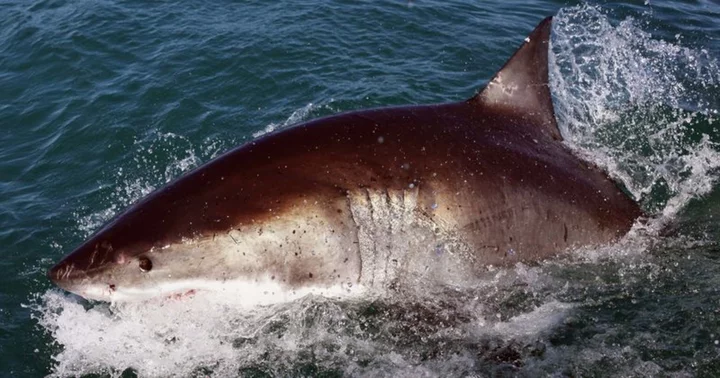 'It was fairly close to the shore': Surfer, 46, missing and feared dead following shark attack