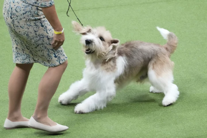 Peke, Frenchie, Aussie and, yes, PBGV make dog show finals