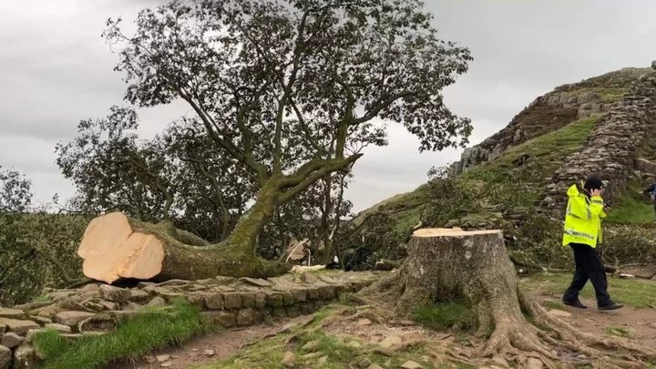 Newcastle United manager Eddie Howe 'really saddened' by Sycamore Gap tree felling