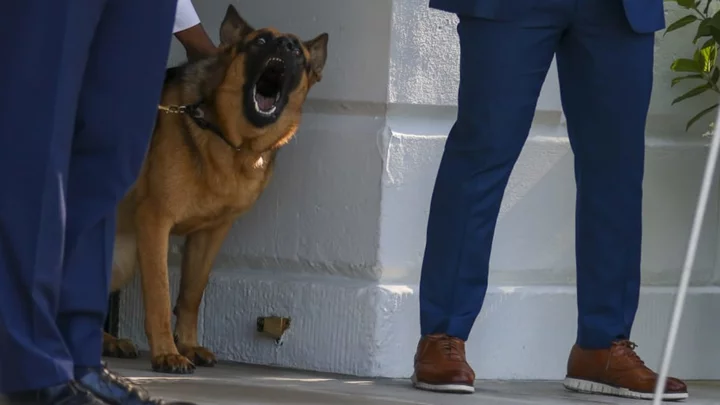 Joe Biden's New Dog Has Bitten An Unbelievable Amount of People